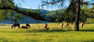 View All Photos for redspokes' Mongolia Bulgan Cycling Holiday Tour